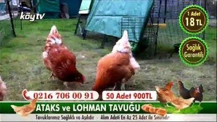 KÖY TV - Akhisar Zeytinliova'dan zeytin belgeseli