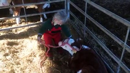 Hereford Calf young handler