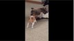 Pit Bull plays with tiny Chihuahua puppy