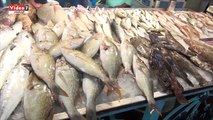 بالفيديو.. انخفاض أسعار الأسماك بالسويس 25 % .. والتجار يؤكدون: 
