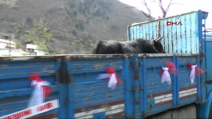 Artvin Şampiyon Boğaya Doğum Günü Kutlaması