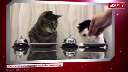 Deux chats sonnent pour avoir des croquettes