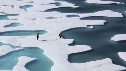 Despite Record Low, Melting Arctic Ice Can Also Help Sea Life