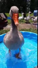Goose does "happy dance" in children's pool