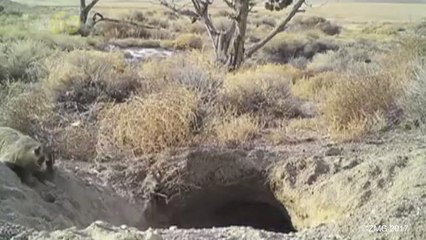 Crazy Video of a Badger Burying an Entire Cow