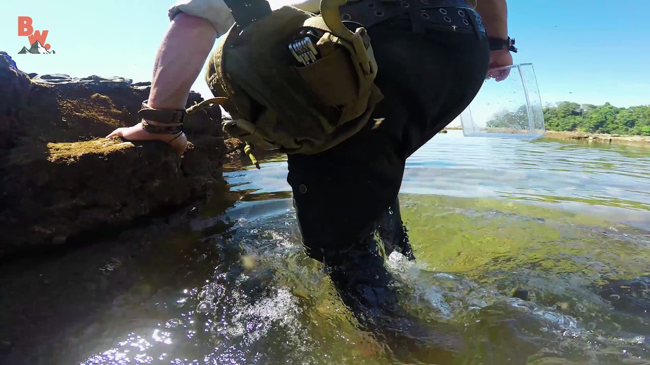 Creepy Tide Pool Creatures!