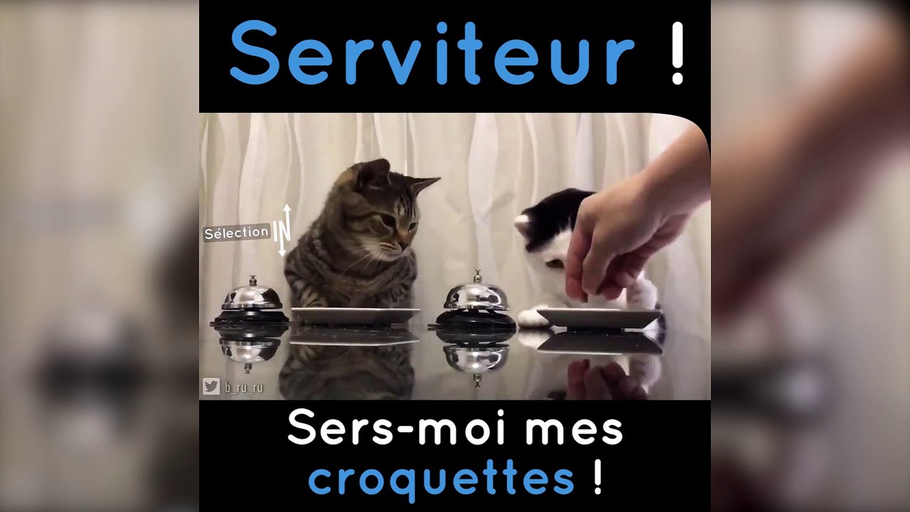 Deux chats commandent à manger à leur serviteur humain