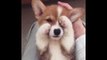 Cute Corgi Has to Be Aware That She Is This Adorable