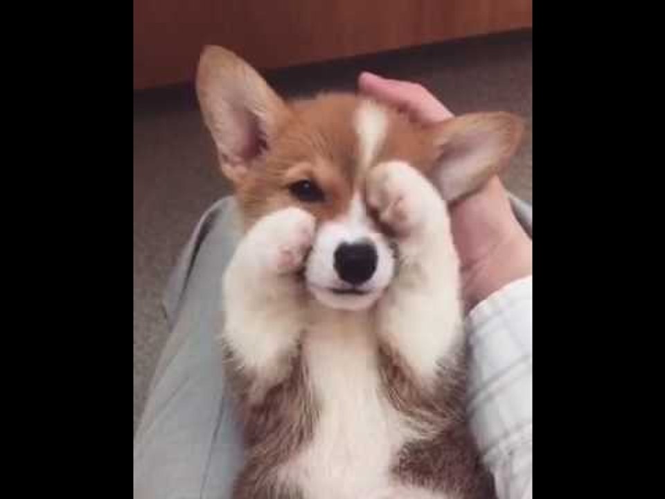 Cute Corgi Has to Be Aware That She Is This Adorable