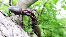 Male stag beetles engaged in epic battle