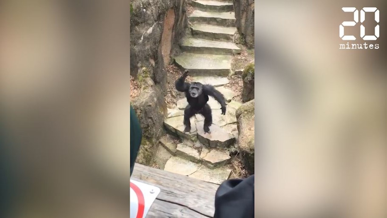 Un singe jette ses excréments sur une grand-mère -  Le Rewind du 03 avril 2017