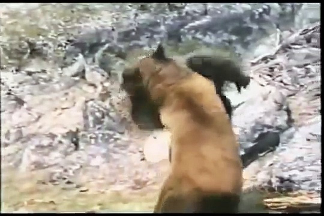 熊vsゴリラ 本気で戦うとこうなる 衝撃映像 Video Dailymotion