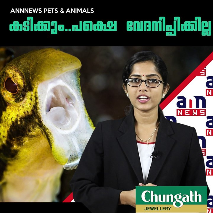 കടിക്കും..പക്ഷെ വേദനിപ്പിക്കില്ല #ANNNewsPetsandAnimals