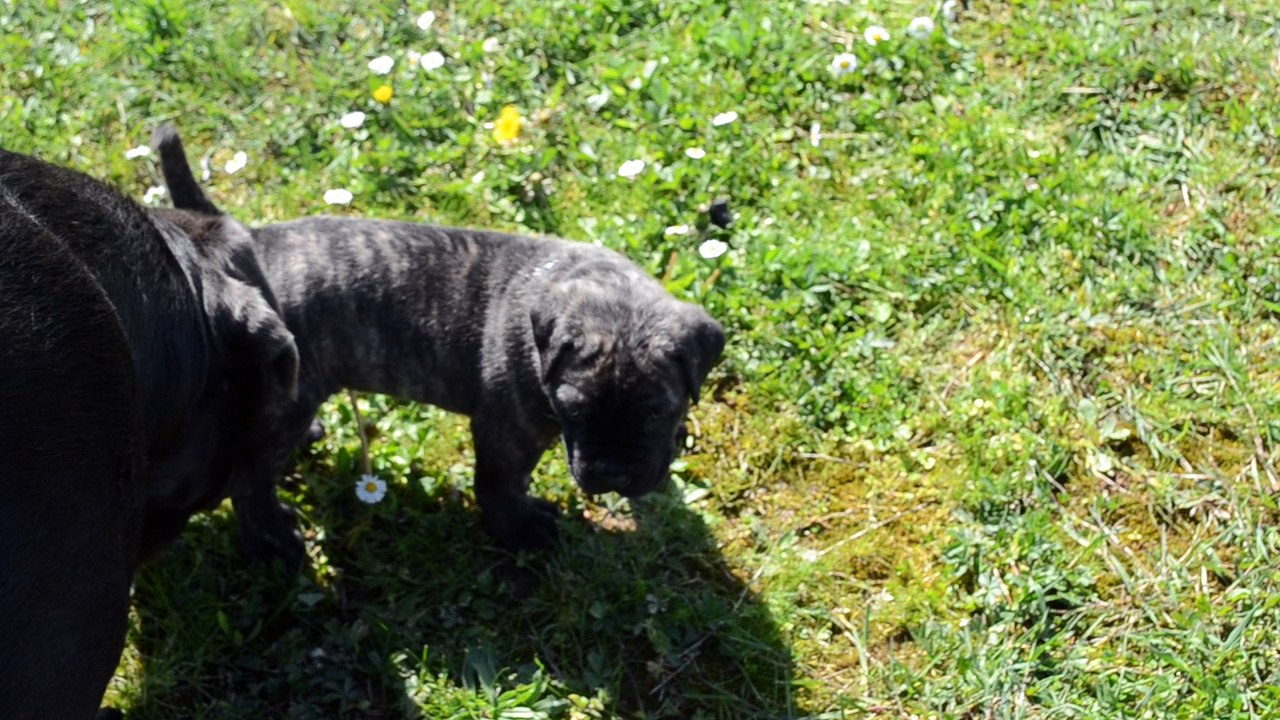 Cane Corso . Portée de Heaven et Hanko
