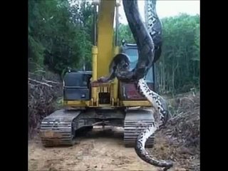 ブラジルでドラゴンのようなアナコンダが捕獲される【衝撃映像】
