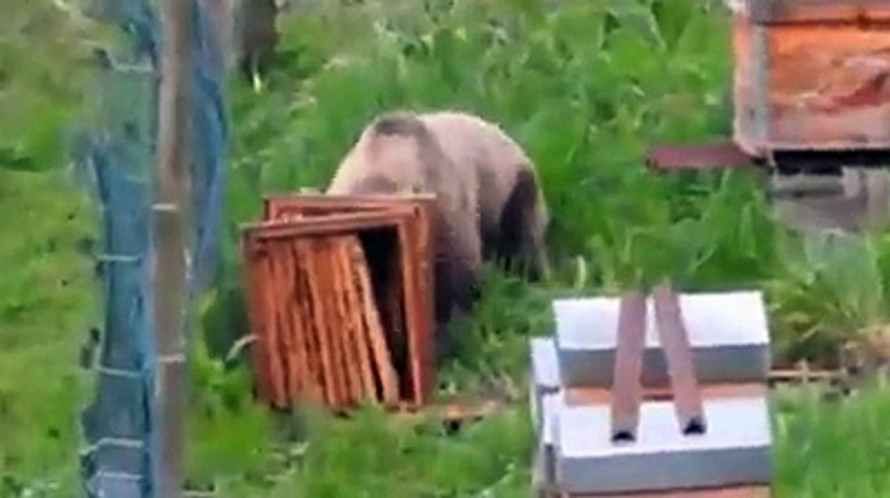 Αρκούδα κατασπαράζει ολοζώντανη κυψέλη live on camera