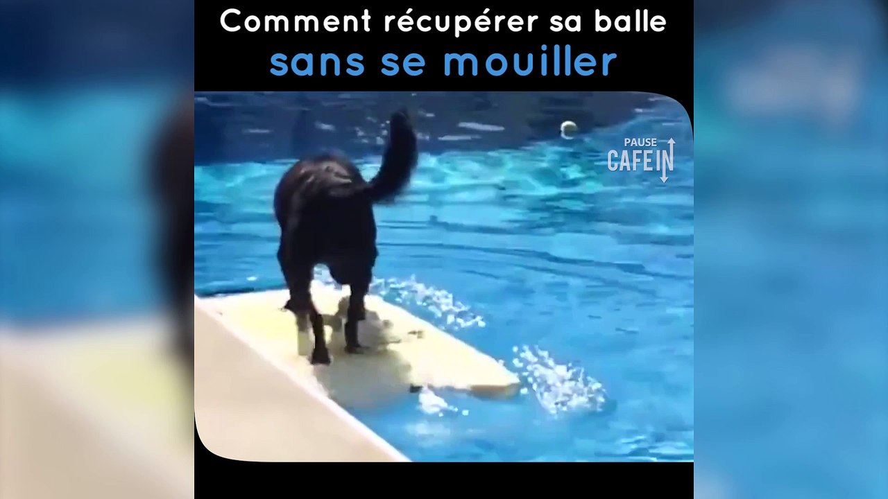 Ce chien récupère sa balle dans une piscine sans se mouiller