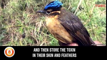 TOP 10 DANGEROUS BIRDS