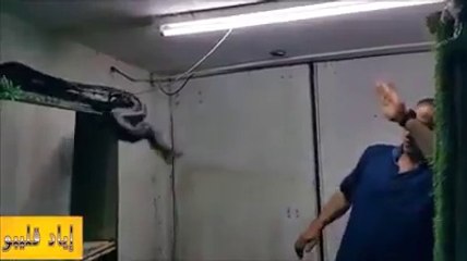 Cobra Enter in a Man Room See What Happend