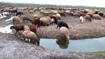 6 Bin Lira Maaşa Rağmen Çoban Bulamıyorlar