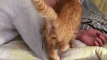 Ce chat a une adorable technique pour réveiller son maître. Vous allez craquer !