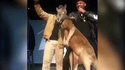 Hangover actor Mike Epps get punched by scared kangaroo _2017