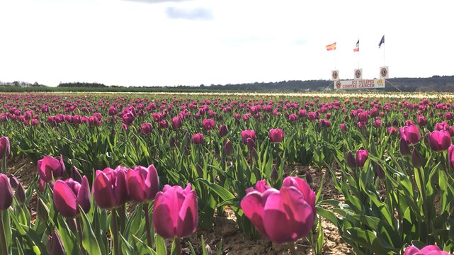 La cueillette de l'opération Tulipes contre le cancer est lancée