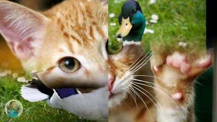 Old MacDonald had a farm - E I E I O version animal -- Funny for kids