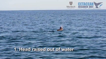 Comment un dauphin est-il capable de tuer une pieuvre ?