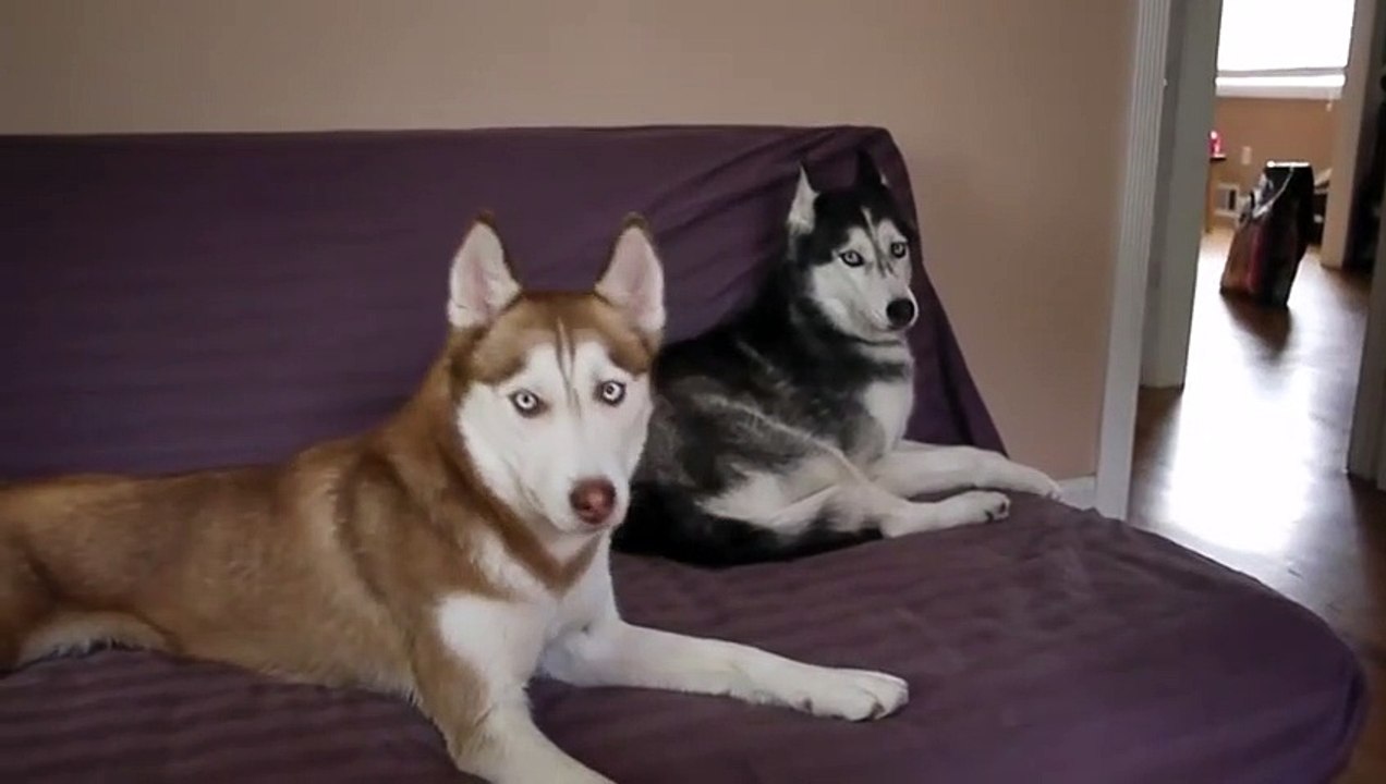 Quand ton chien est plus poli que ton fils... Adorable le husky