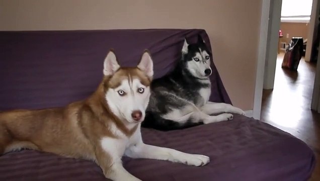 Quand ton chien est plus poli que ton fils... Adorable le husky