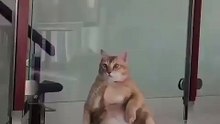Incroyable : ce chat adopte une position assise comme un humain !