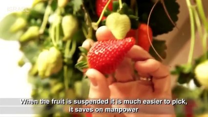 Amazing- Agriculture in the Desert - Agriculture Technology - dailymotion