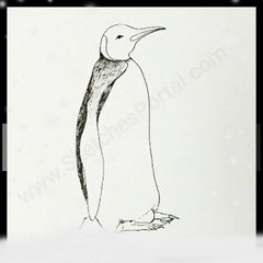 How to draw a Penguin In 16 steps