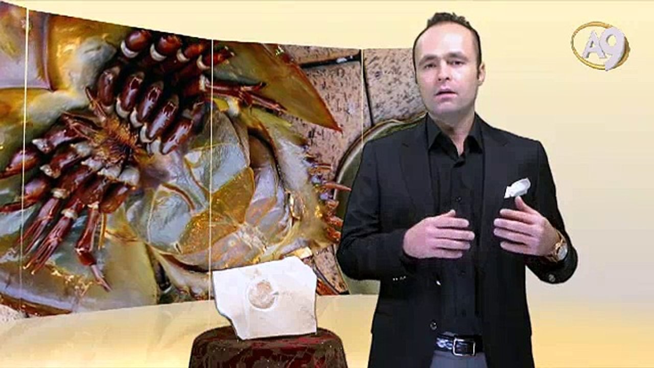 Living Fossils: Horseshoe Crab