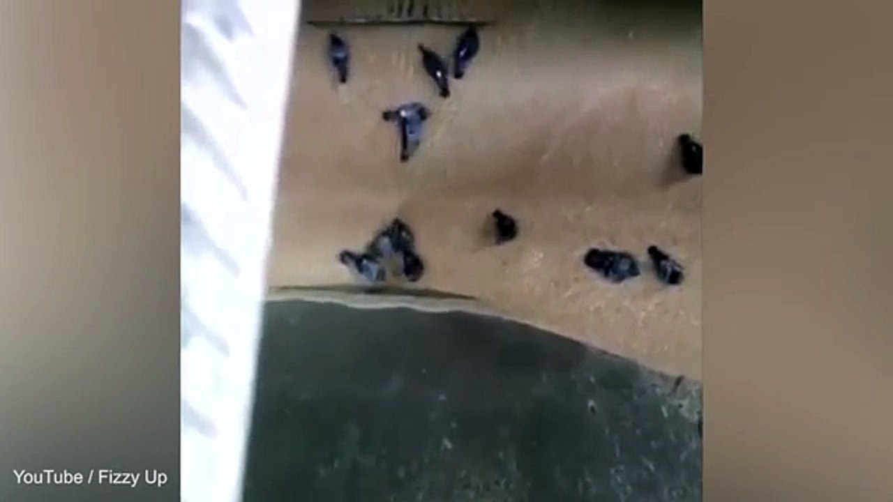 Máquina de fábrica russa tritura pombos junto com grãos