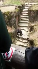 Grandma Gets A Face Full Of Chimp Poo In Hilarious Video