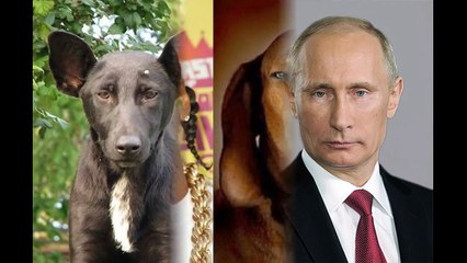 ANIMAIS PARECIDOS COM FAMOSOS(like animals Famous) FUN VIDEO TO LAUHG
