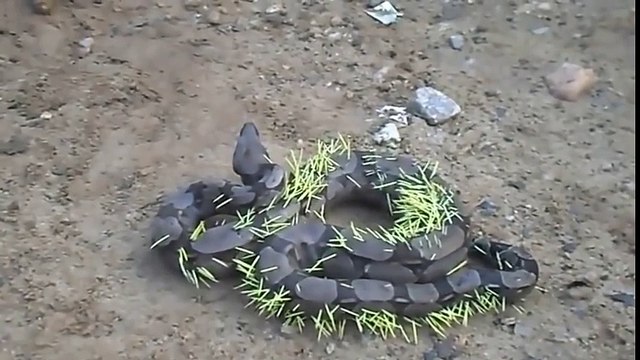 Ce serpent aurait dû réfléchir avant de s'attaquer à un porc-épic !