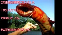 【閲覧注意】超危険生物 絶対に遭遇したくないマジでヤバイ毒を持つ危険な動物・生物！【衝撃】