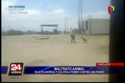 Nuevo caso de maltrato animal se registró en Chiclayo