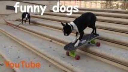 Funny Dog Compilation - Dogs, man's best and funniest friends
