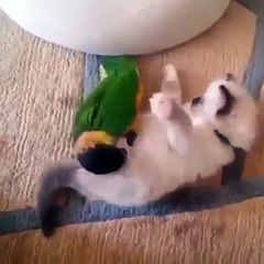 Cuteness overload - The Great Animals