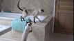 Ces chats pètent un câble quand on prend la douche