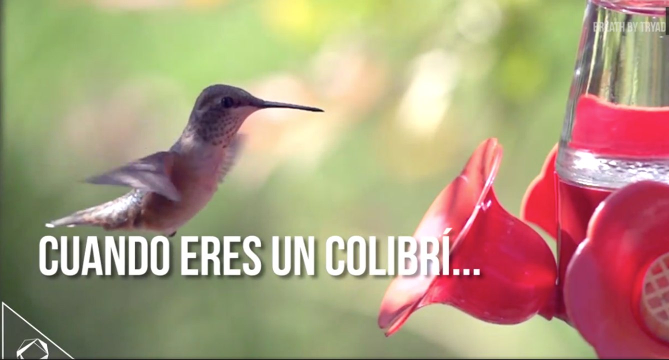 La vida de un Colibrí