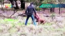 Hombre golpea a canguro que ahorcaba a un perro