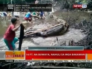 BT: 16 ft. na buwaya, nahuli sa mga bakawan