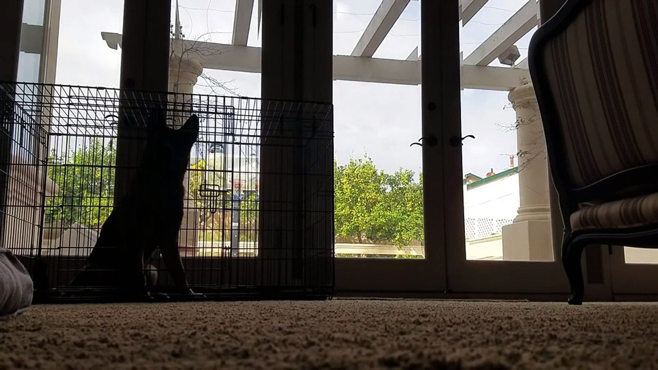 El ingenio de un perro para escaparse de la jaula