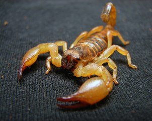ESCORPIÃO MAIS PERIGOSO DO MUNDO, VIDA SELVAGEM, REINO ANIMAL