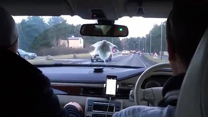 Une policière fait souffler dans le ballon le passager au lieu du conducteur ! PTDR !